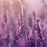 Natural Body Care Gift Set “Enchanting Lavender”